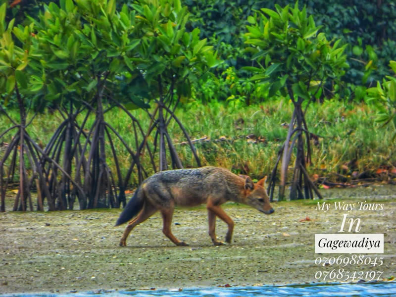 2c66ddd4-8d00-47e8-b78e-28b4580794f2 (1)