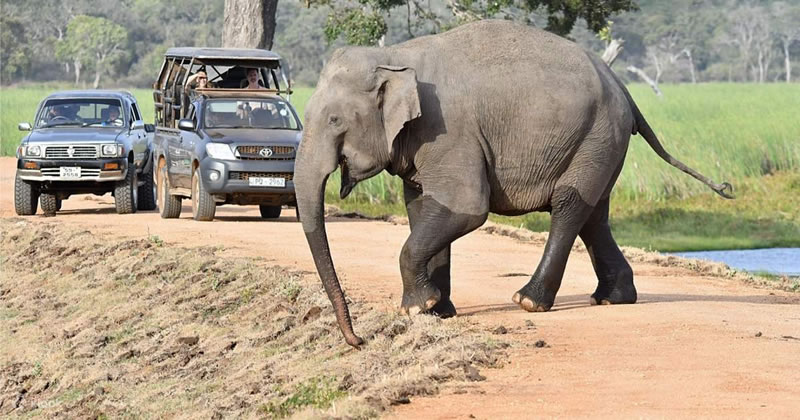 Private Wilpattu National Park with Hotel Pick Up from Anuradhapura