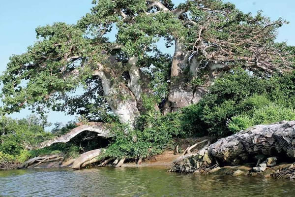 Visit to Elephant Tree